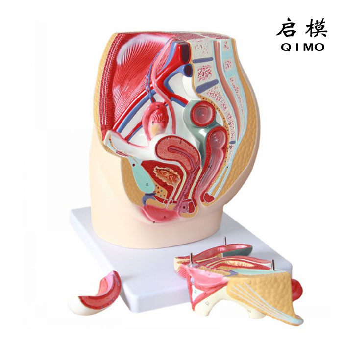 女性盆腔矢状切面模型（3部件）