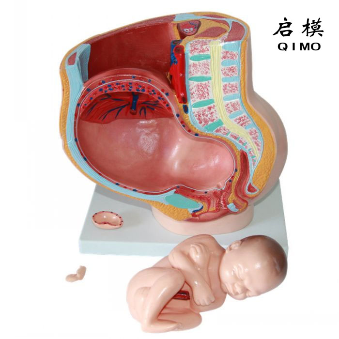 女性盆腔矢状切面模型