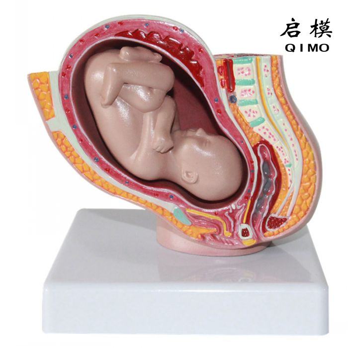 女性盆腔矢状切面模型（缩小型）