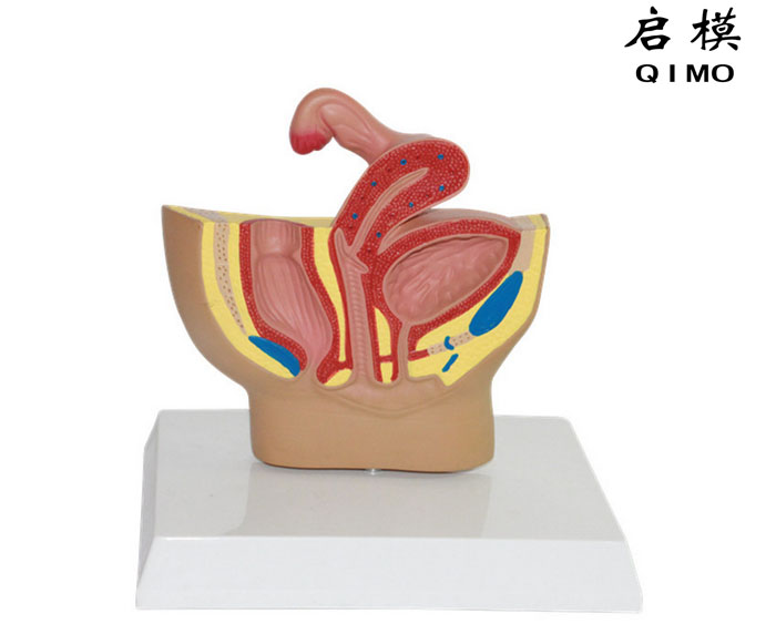 女性盆腔矢状切模型（缩小型）