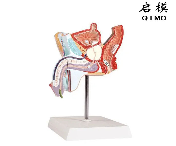 男性泌尿生殖系统疾病模型