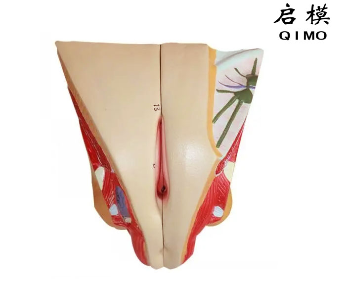 女性生殖器官结构模型