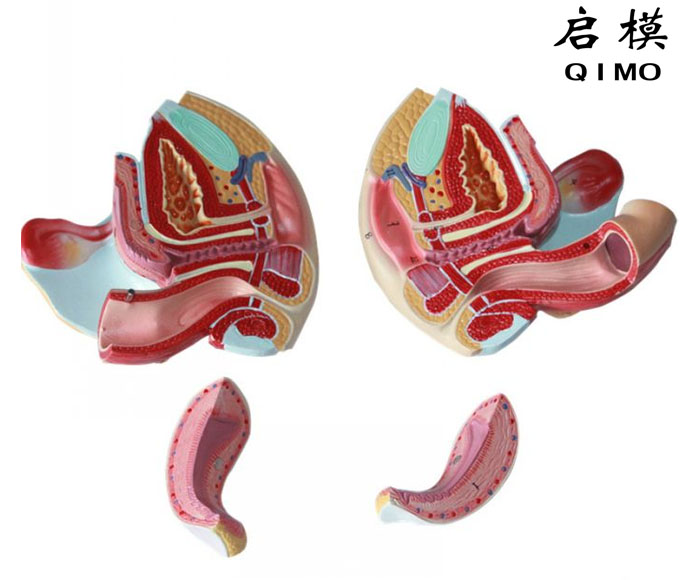 女性生殖器官结构模型