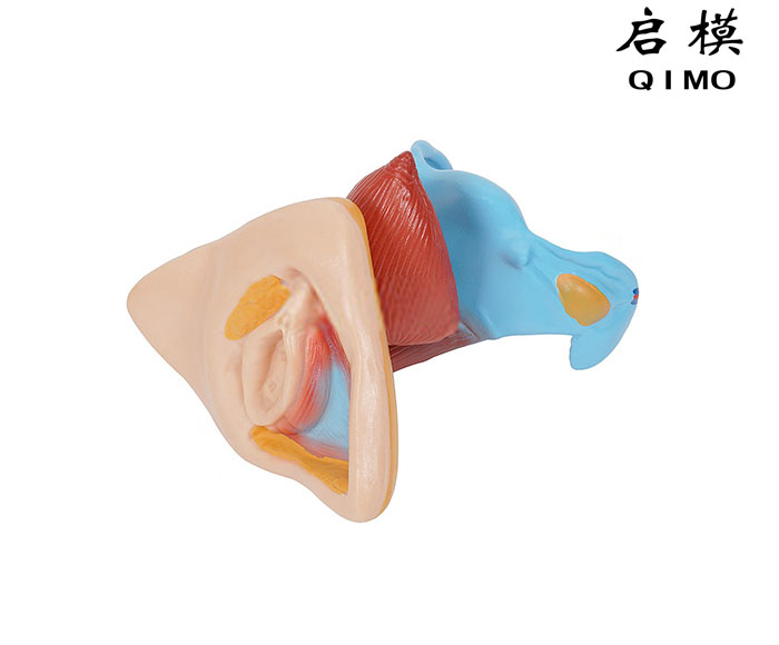 女性内外生殖器解剖模型