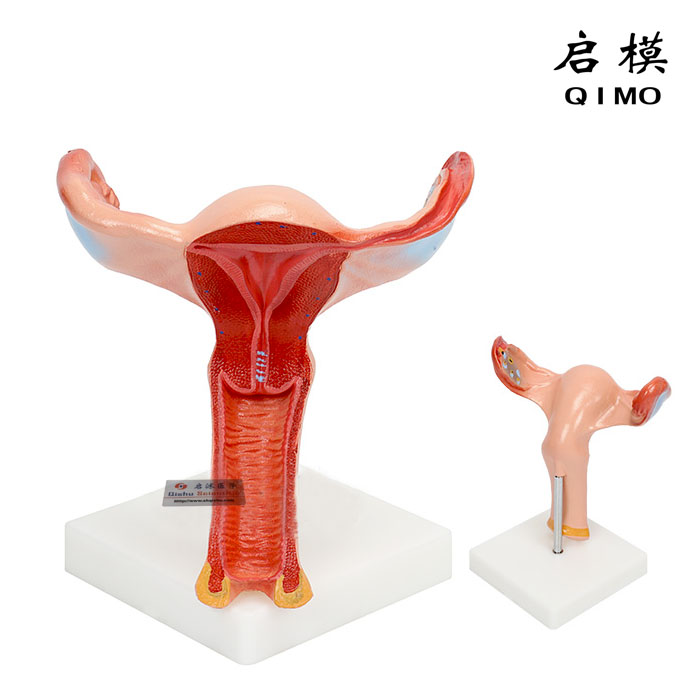 子宫解剖放大模型