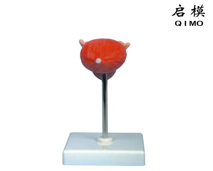 膀胱解剖模型（自然大）