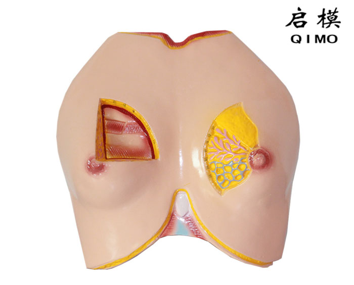 乳房解剖模型