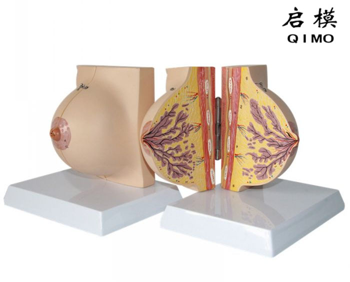 静止期女性乳房解剖模型