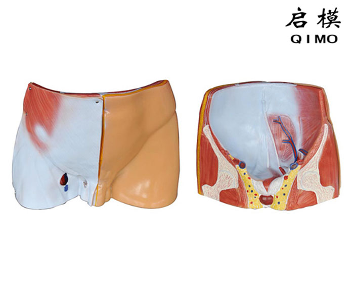腹股沟层次解剖模型