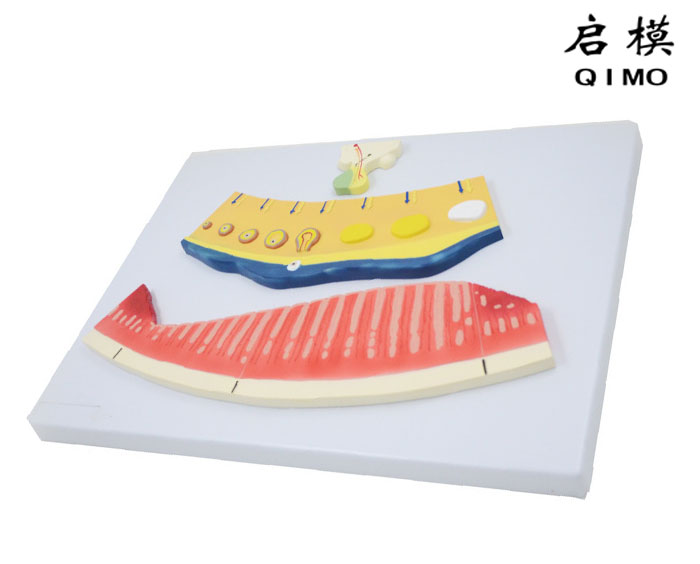 月经周期模型