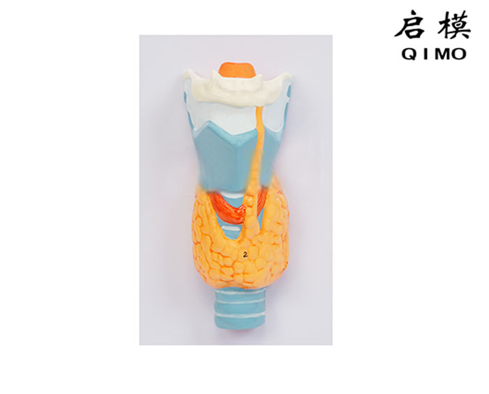 甲状腺模型