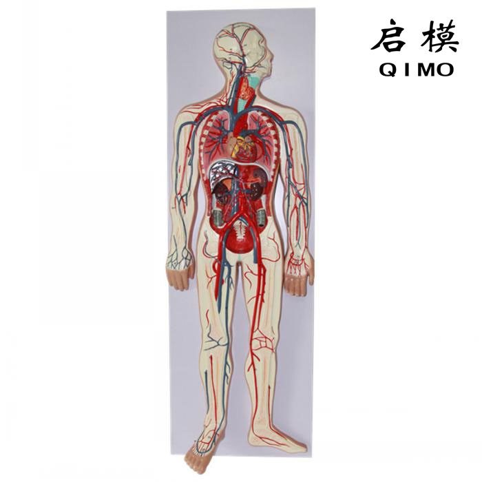 人体全身血液循环系统模型