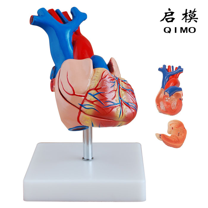 心脏解剖模型