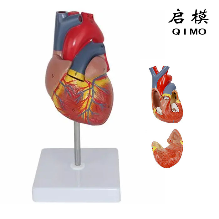 心脏解剖模型（自然大，2部件）