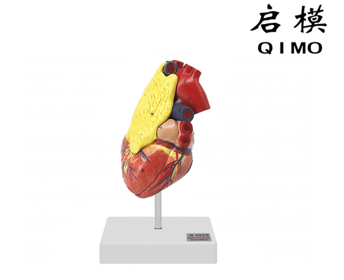 心脏附胸腺模型