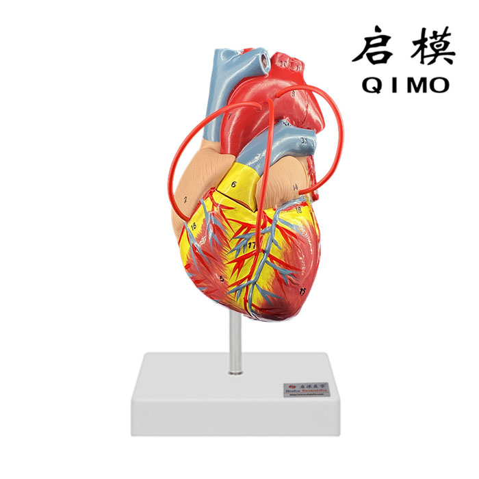 心脏搭桥模型