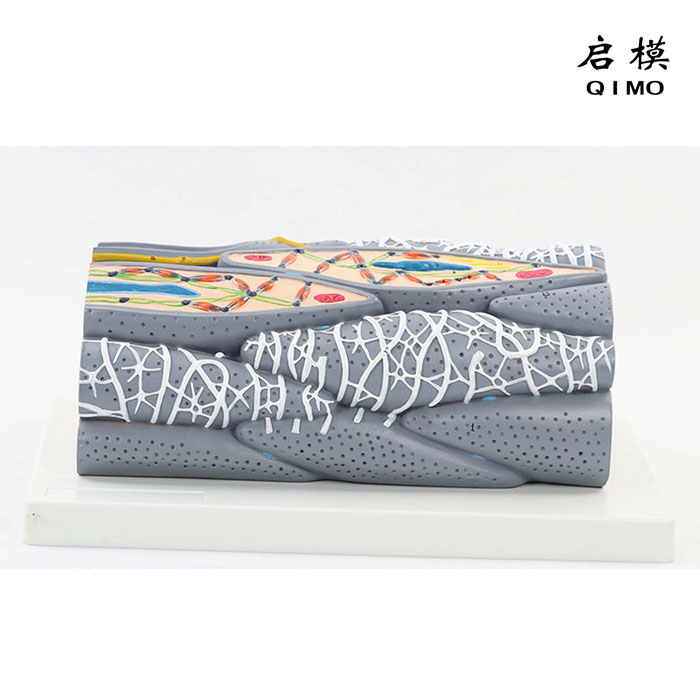 平滑肌纤维模型