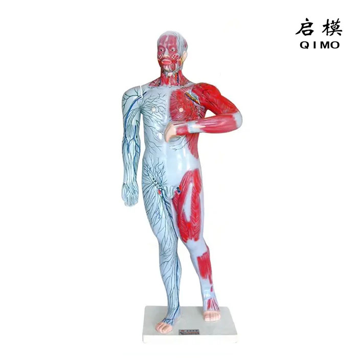 人体浅层淋巴和浅静脉分布模型