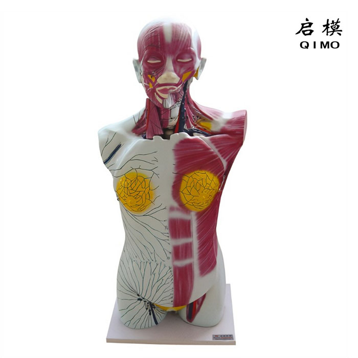 全身深层淋巴回流模型