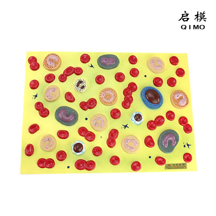 人体血细胞放大模型