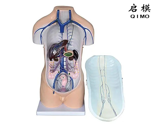 门静脉系模型