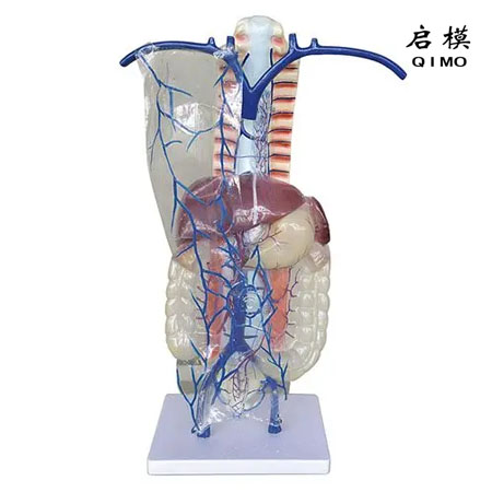 门静脉及侧支循环模型