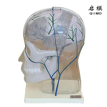 颅内外静脉吻合模型
