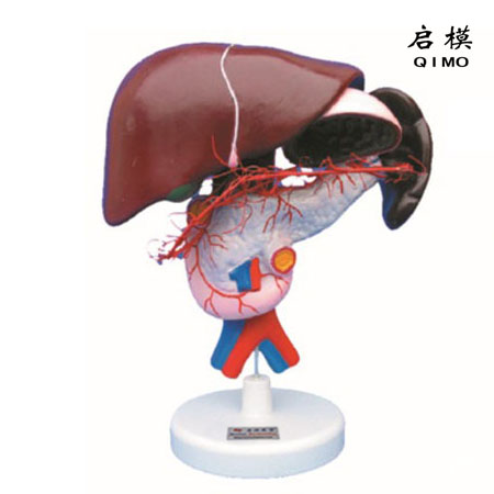腹腔动脉的配布模型
