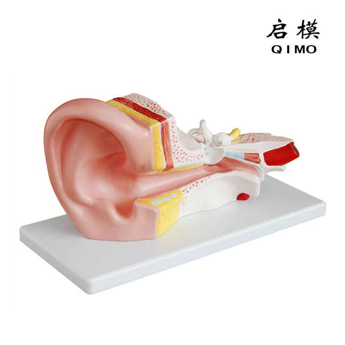 中耳解剖放大模型