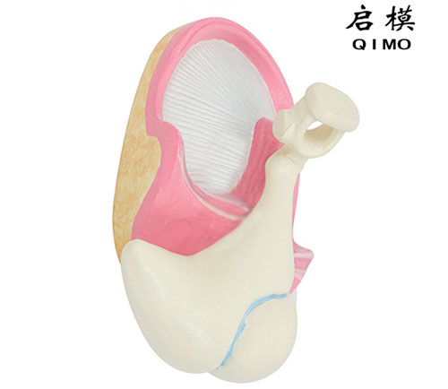 听小骨及鼓膜模型