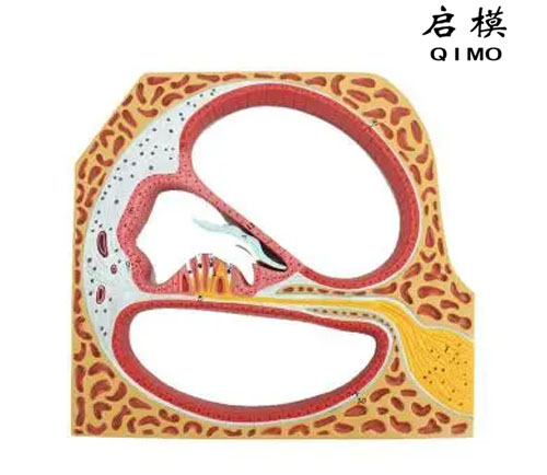 耳螺旋器放大模型