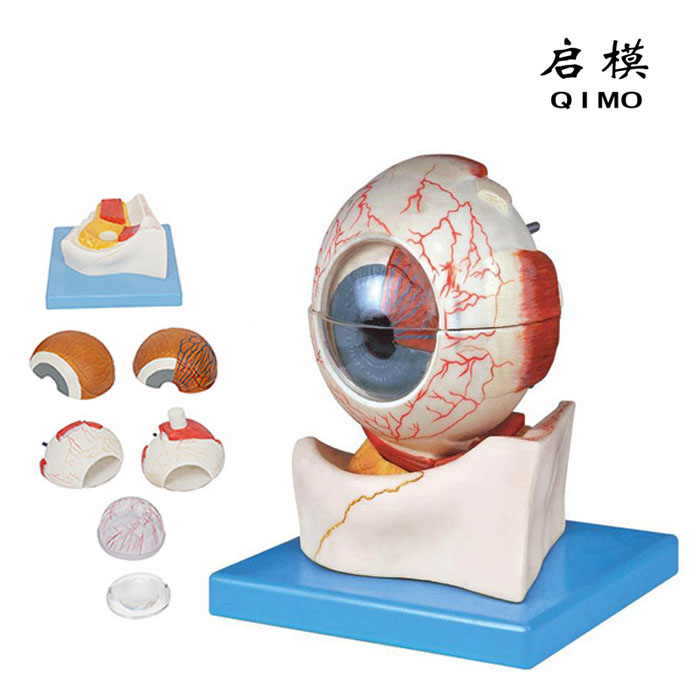 眼球构造放大模型