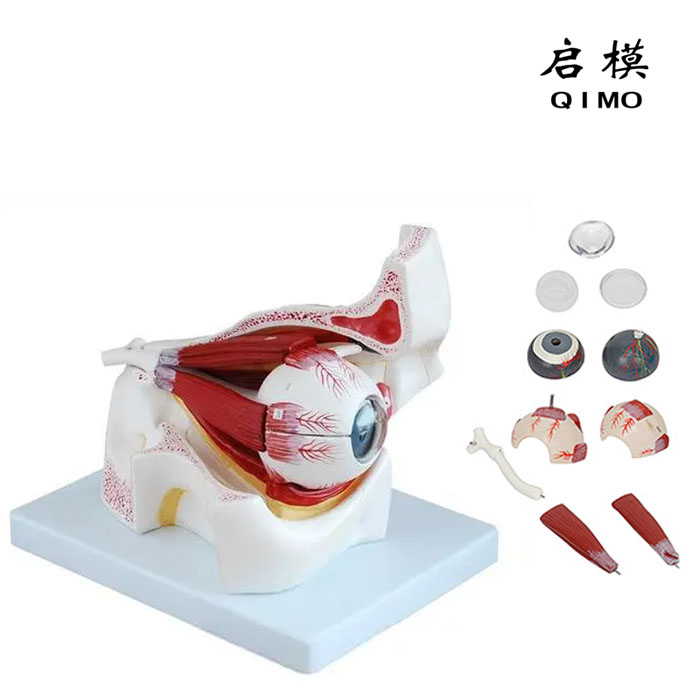 眼球与眼眶放大模型