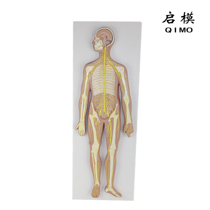 神经系统模型