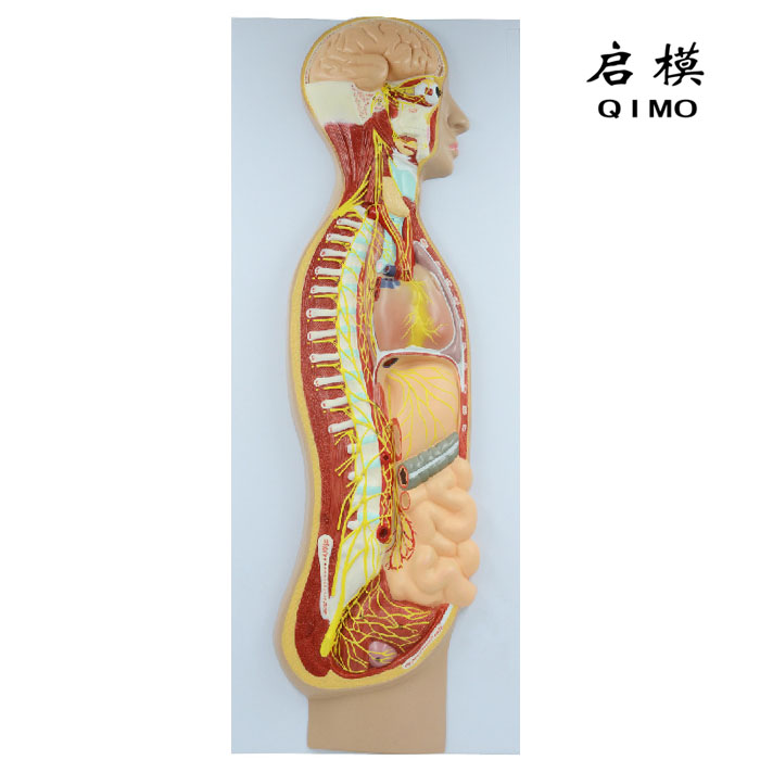 交感神经系统模型