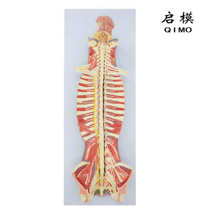 椎管内部脊髓神经模型