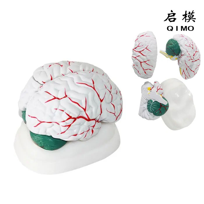 脑解剖模型（3部件）