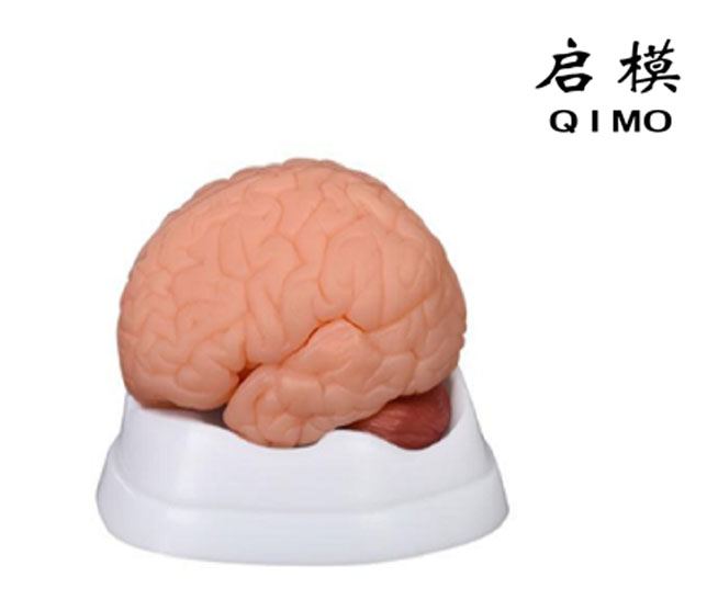大脑解剖模型（9部件）