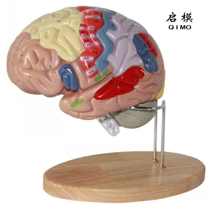 脑解剖模型(放大2倍，4部件)