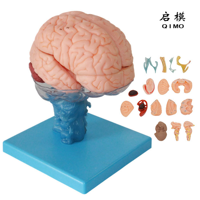 脑解剖模型（15部件）