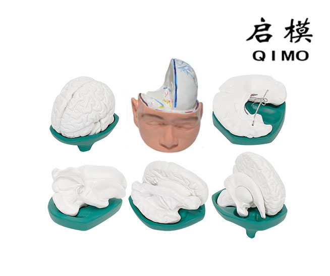 人体大脑解剖模型（一套6件）