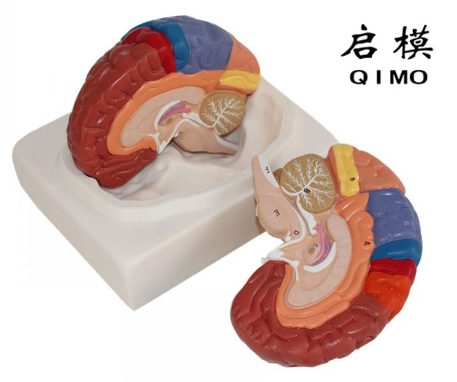 大脑功能区模型