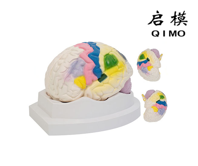 大脑皮质功能定位模型