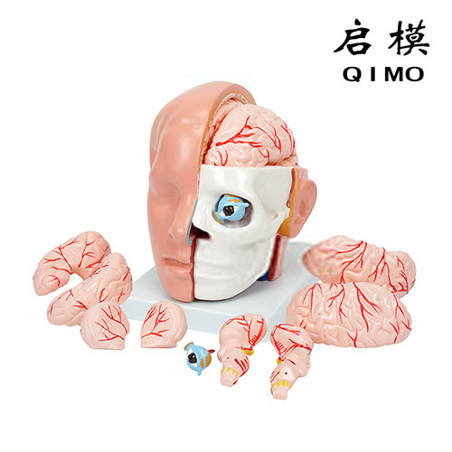 头解剖附脑动脉模型
