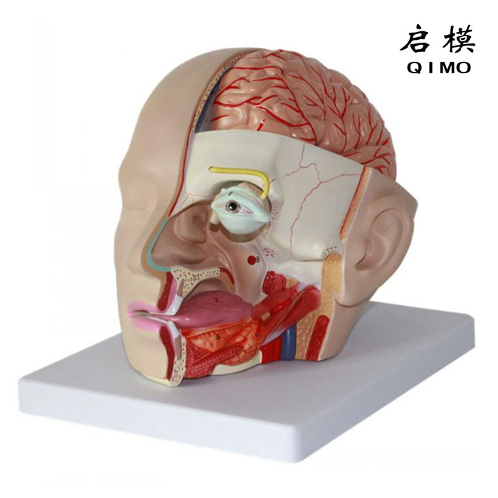 头部解剖模型