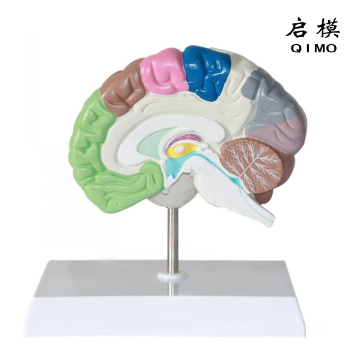 大脑剖面模型（右半脑模型）