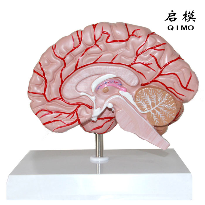 右半脑带血管和神经模型