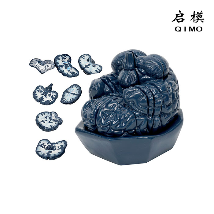 脑连续额状切面模型