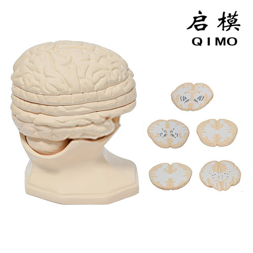 脑水平切模型