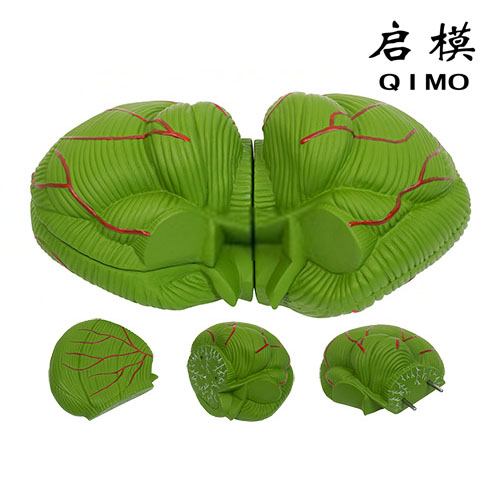 小脑放大模型
